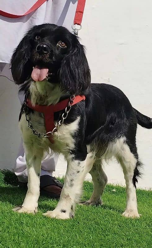 Coker spaniel female age 11 month for sale full train 2