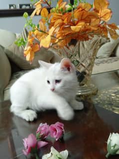 Persian Kitten