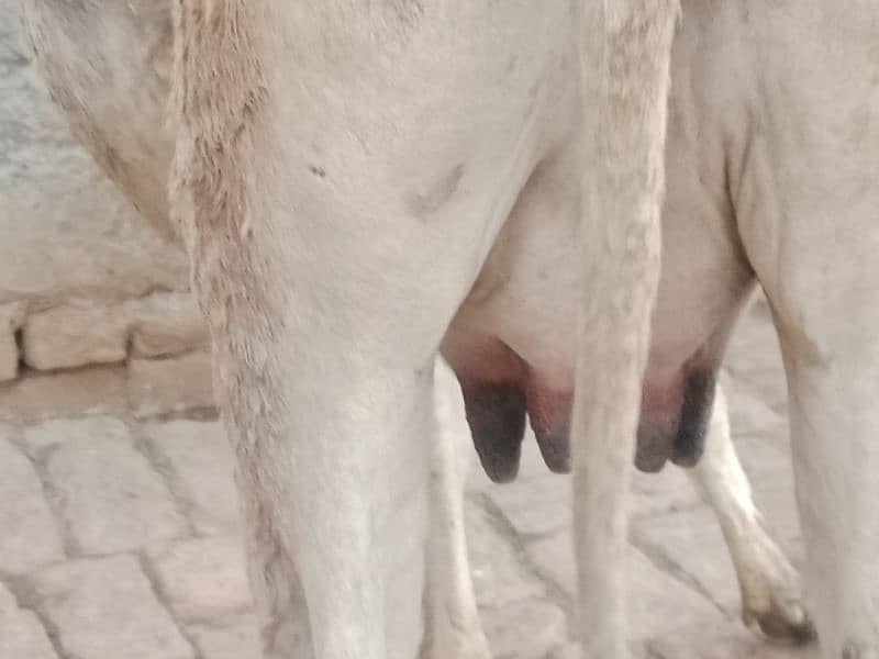 cow pure ferzion 9