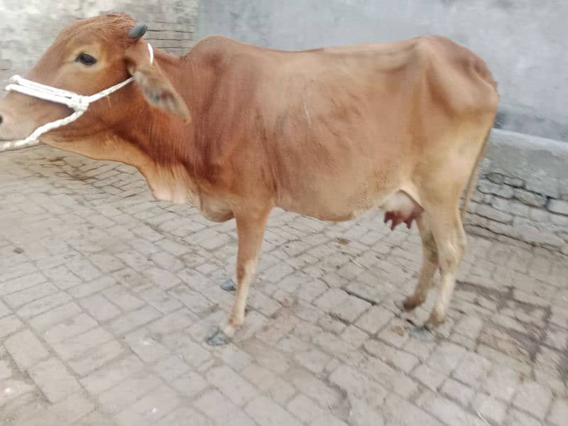 cow pure ferzion 12