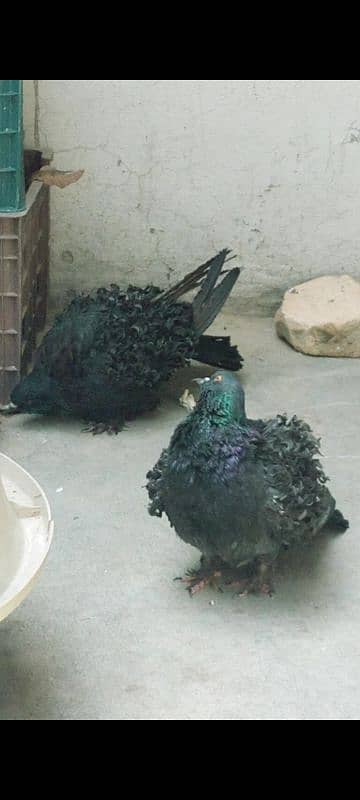 Black Frilback Female pigeon 1