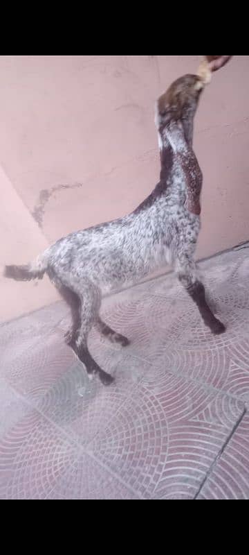 I am selling my goat age 40 din call number 03134416850 2