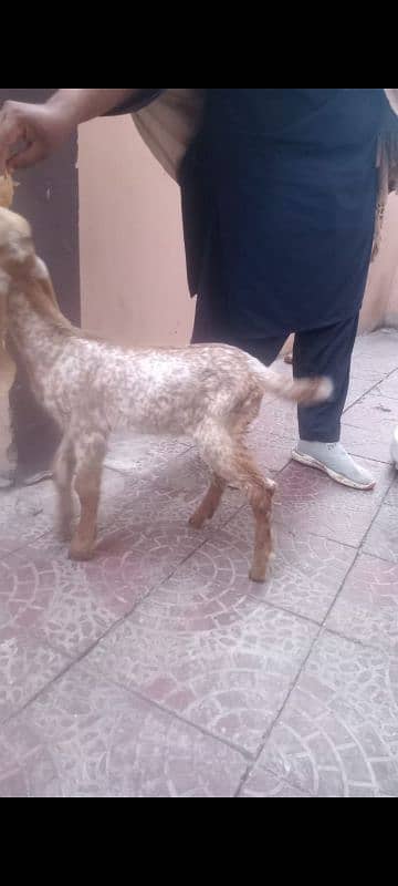 I am selling my goat age 40 din call number 03134416850 3