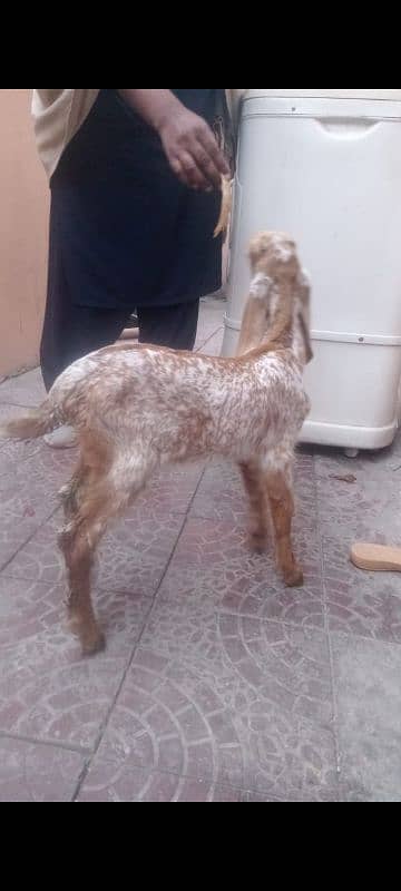 I am selling my goat age 40 din call number 03134416850 4