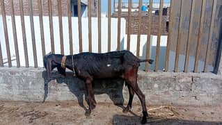 Big size sahewal nasal goat for sale