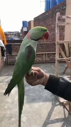 friendly healthy active raw parrot for sale