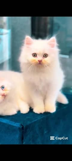 Persian cat for sale male female my WhatsApp 0330=1750=845