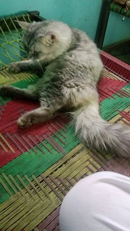 Persian cat for sale male female my WhatsApp 0330=1750=845 0