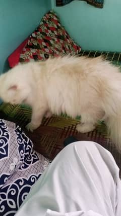 Persian cat for sale male female my WhatsApp 0330=1750=845