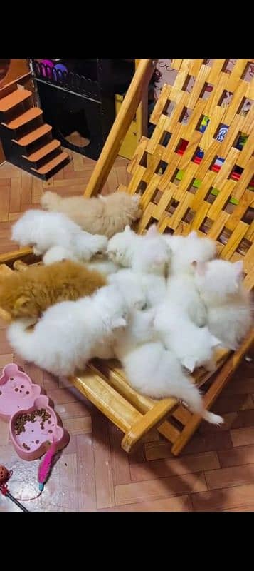 Persian cat for sale male female my WhatsApp 0330=1750=845 2