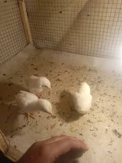 paper white heera aseel chicks for sale