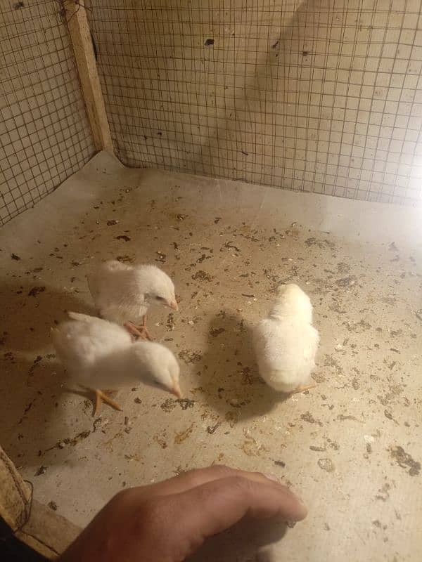 paper white heera aseel chicks for sale 0