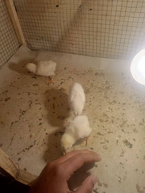 paper white heera aseel chicks for sale 1