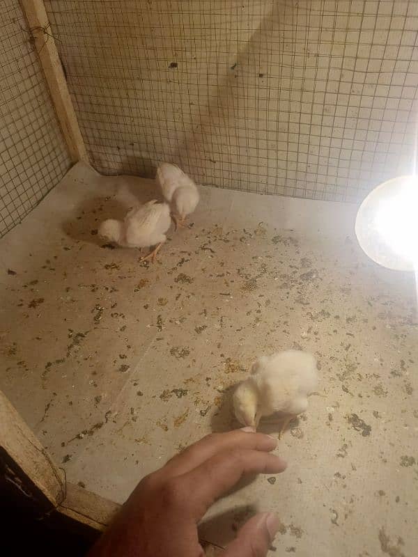 paper white heera aseel chicks for sale 2