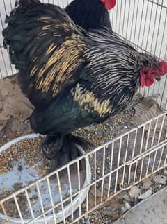 1 Bantam Cochin Male (Zero Size)