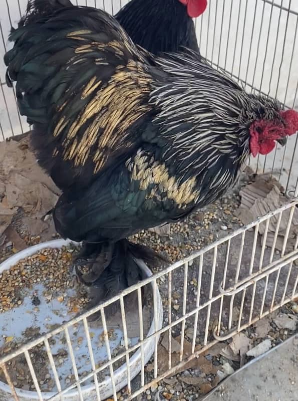 1 Bantam Cochin Male (Zero Size) 0