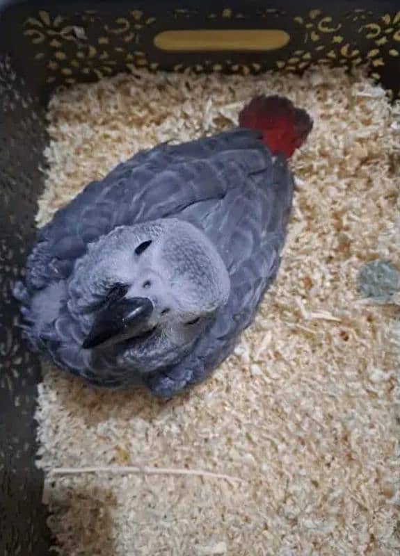 African grey parrot chicks for sale Whatsapp number 03351141179 1