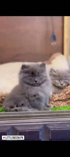 Persian cat for sale male female my WhatsApp 0340=38=49=587