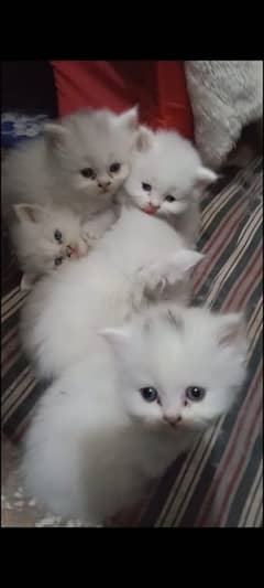 Persian kittens