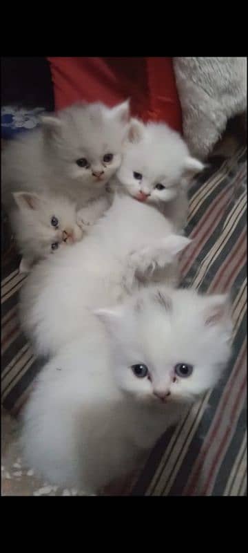 Persian kittens 0