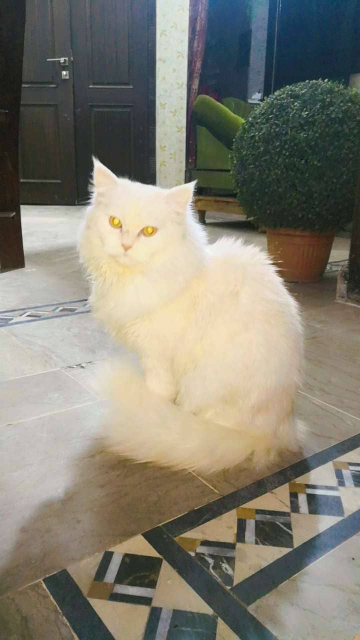 Persian double coated 1