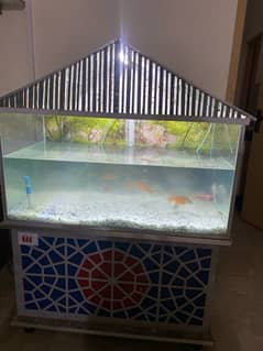 fish aquarium and fishes for sale