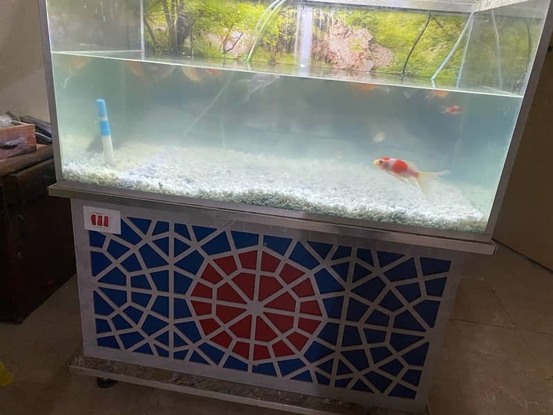 fish aquarium and fishes for sale 1