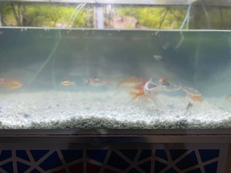 fish aquarium and fishes for sale 2