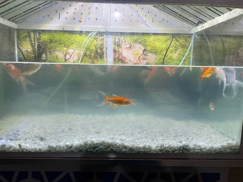 fish aquarium and fishes for sale 3