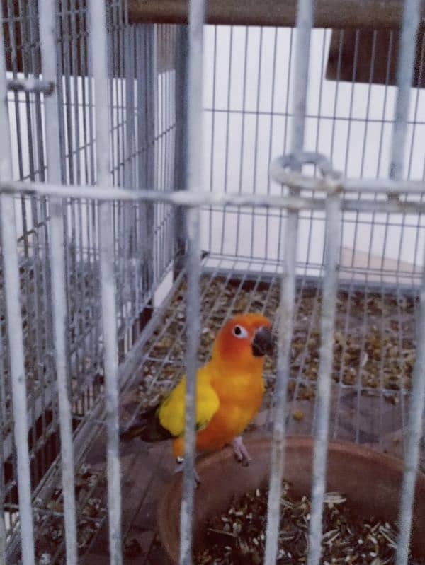 Sun Conure Breeder Pair 0