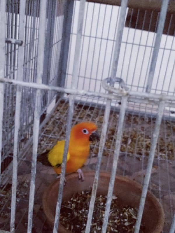 Sun Conure Breeder Pair 1