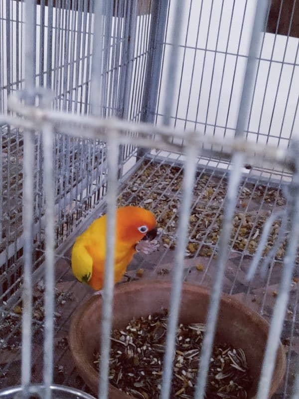 Sun Conure Breeder Pair 2