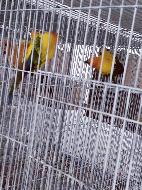 Sun Conure Breeder Pair 3