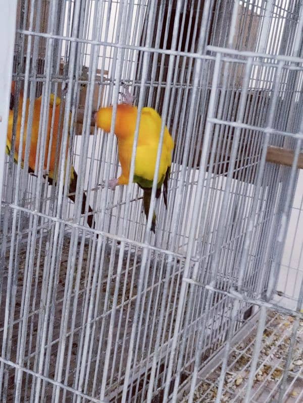 Sun Conure Breeder Pair 4