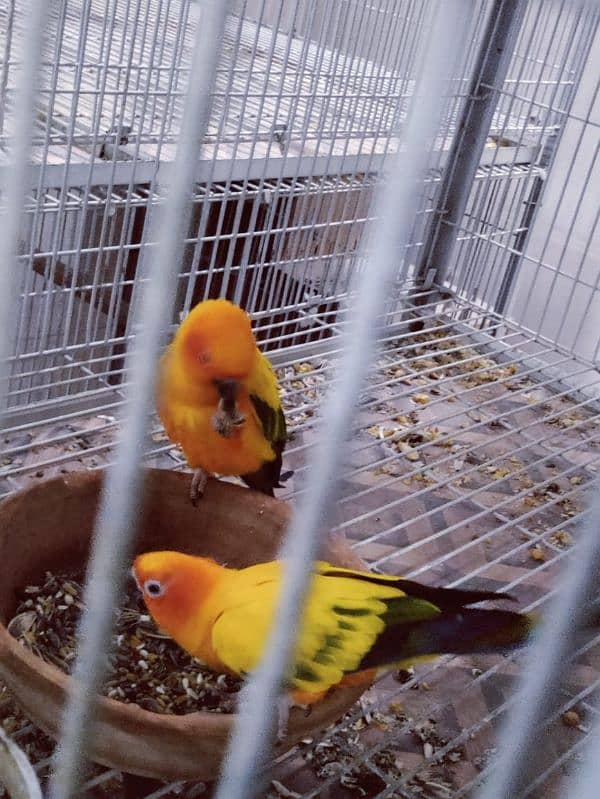 Sun Conure Breeder Pair 5