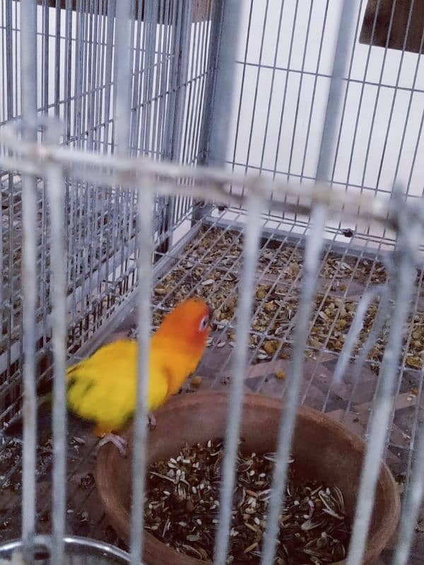 Sun Conure Breeder Pair 7