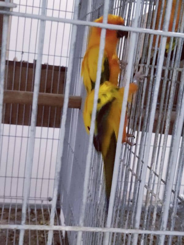 Sun Conure Breeder Pair 8