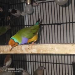 gouldian pair for sale