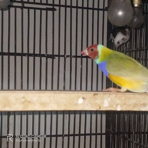 gouldian pair for sale 1