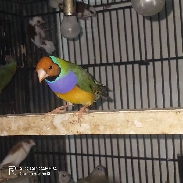 gouldian pair for sale 2