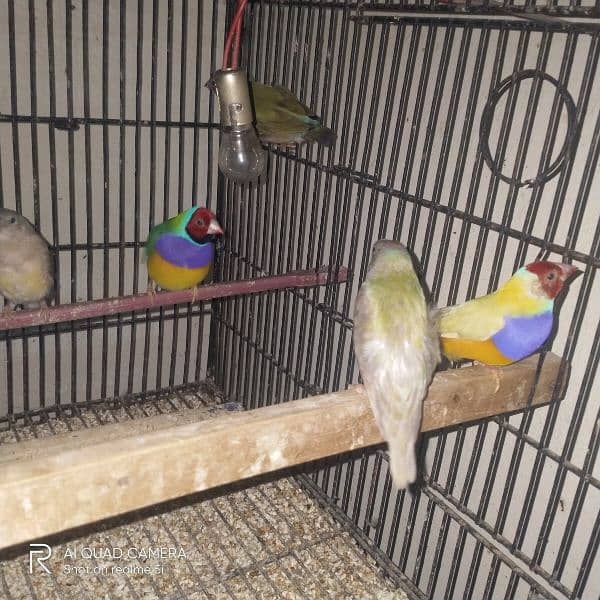 gouldian pair for sale 3