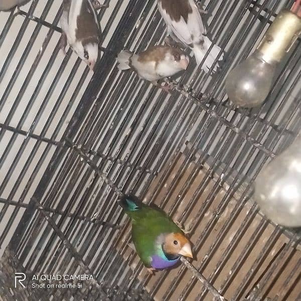 gouldian pair for sale 4