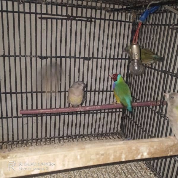 gouldian pair for sale 5