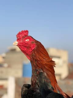 male pakistani female Thai pokooi