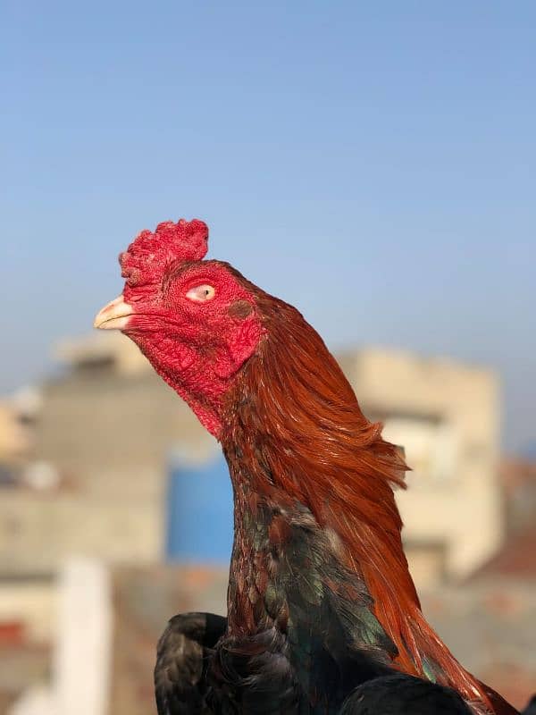 male pakistani female Thai pokooi 0