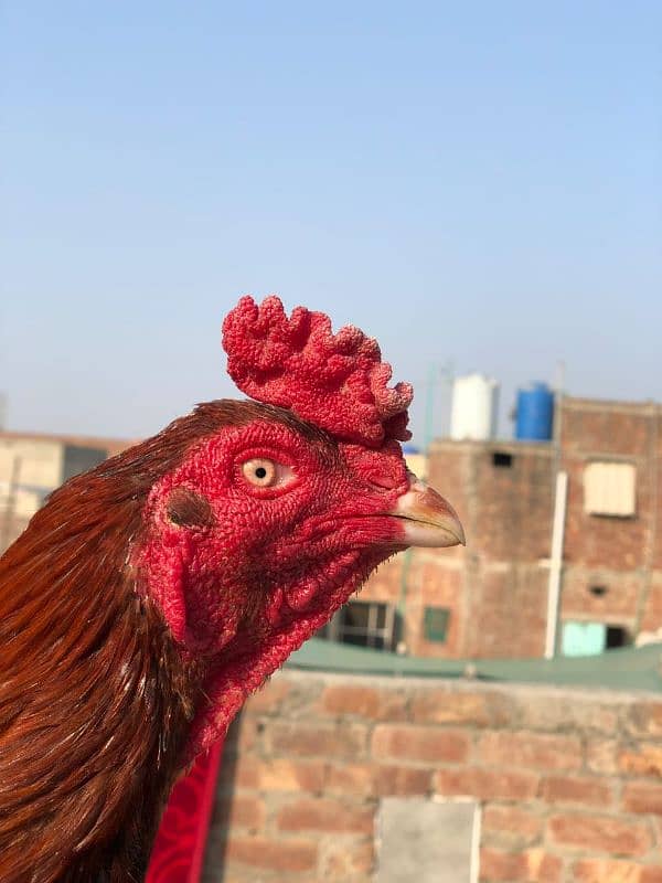 male pakistani female Thai pokooi 1