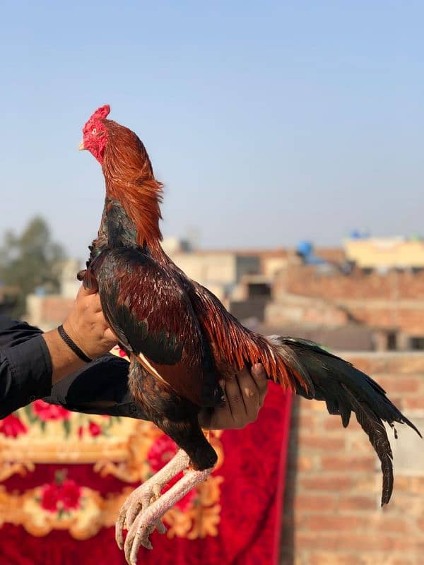 male pakistani female Thai pokooi 2