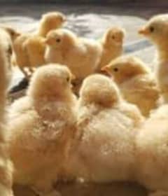 Golden buff chicks, heavy buff chicks, chicks, fancy chicks