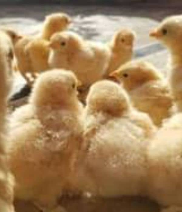 Golden buff chicks, heavy buff chicks, chicks, fancy chicks 0