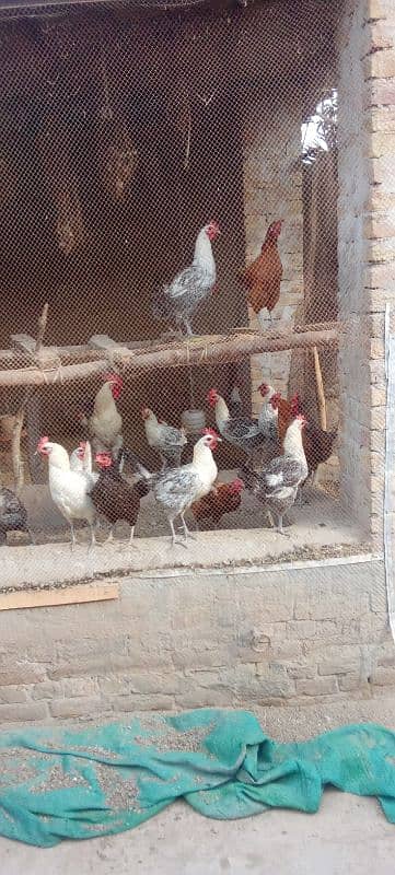 Desi hens, golden misri egg laying hens. 0